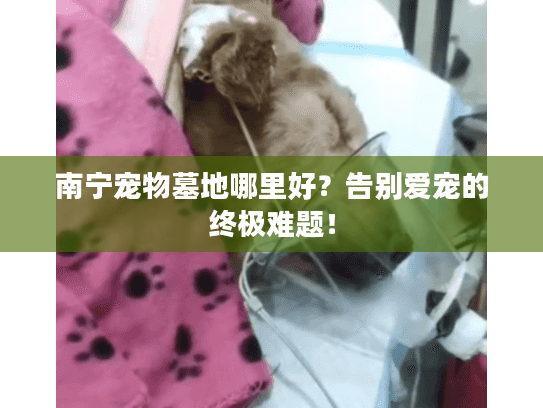 南宁宠物墓地哪里好？告别爱宠的终极难题！