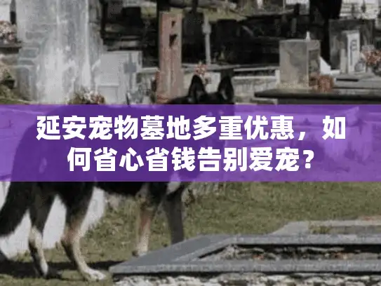 延安宠物墓地多重优惠，如何省心省钱告别爱宠？