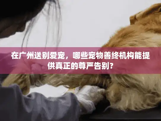 在广州送别爱宠,哪些宠物善终机构能提供真正的尊严告别? 在广州送别爱宠,哪些宠物善终机构能提供真正的尊严告别?