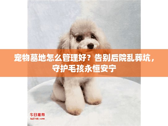 宠物墓地怎么管理好？告别后院乱葬坑，守护毛孩永恒安宁