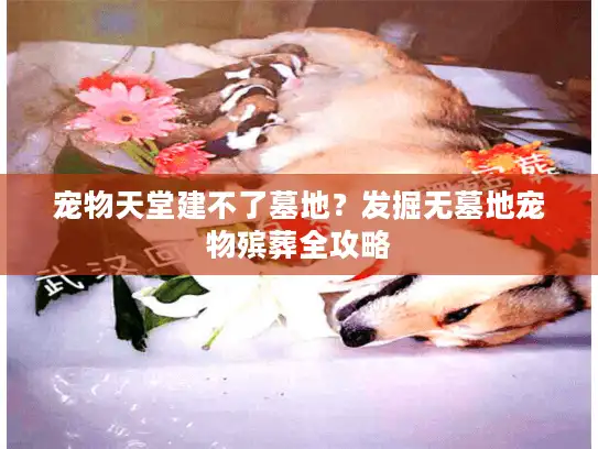 宠物天堂建不了墓地？发掘无墓地宠物殡葬全攻略