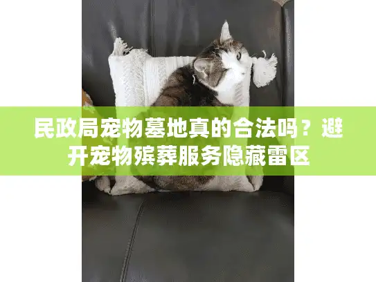 民政局宠物墓地真的合法吗？避开宠物殡葬服务隐藏雷区