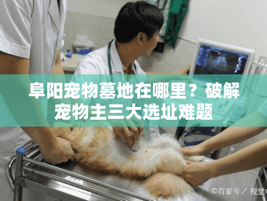 阜阳宠物墓地在哪里？破解宠物主三大选址难题