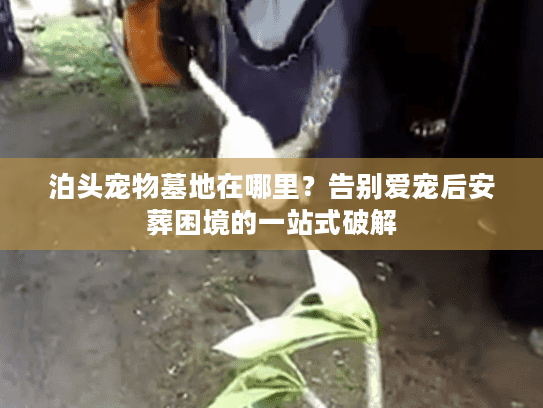 泊头宠物墓地在哪里？告别爱宠后安葬困境的一站式破解