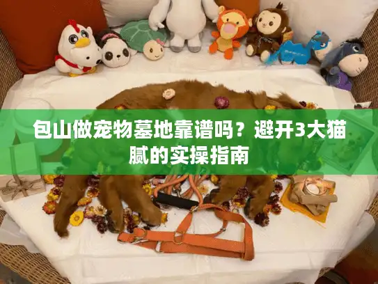 包山做宠物墓地靠谱吗?避开3大猫腻的实操指南 包山做宠物墓地靠谱吗?避开3大猫腻的实操指南