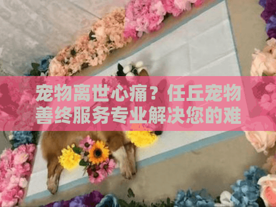 宠物离世心痛?任丘宠物善终服务专业解决您的难题 宠物离世心痛?任丘宠物善终服务专业解决您的难题