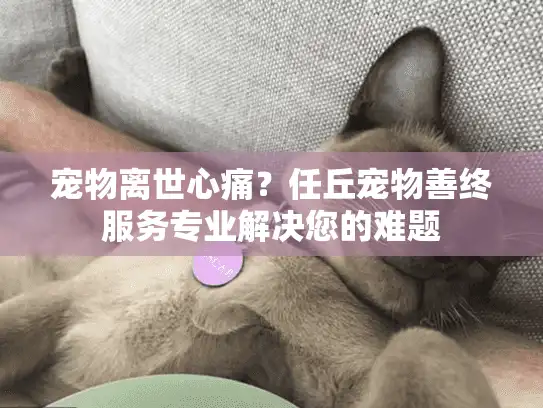 宠物离世心痛?任丘宠物善终服务专业解决您的难题 宠物离世心痛?任丘宠物善终服务专业解决您的难题