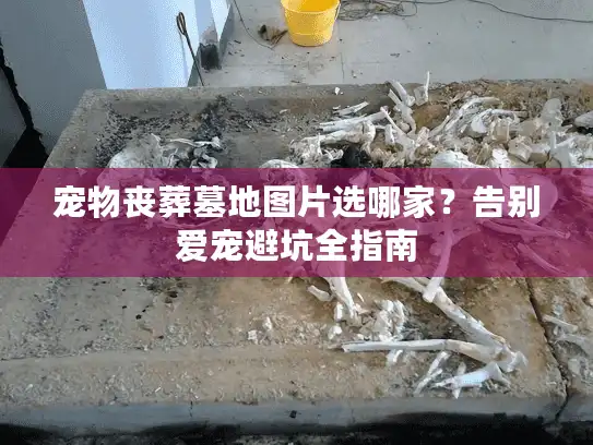 宠物丧葬墓地图片选哪家？告别爱宠避坑全指南