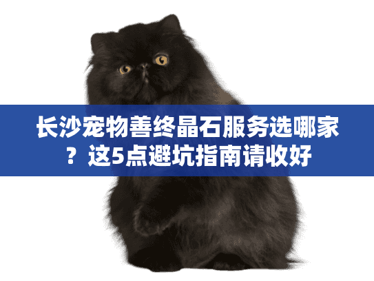 长沙宠物善终晶石服务选哪家?这5点避坑指南请收好 长沙宠物善终晶石服务选哪家?这5点避坑指南请收好