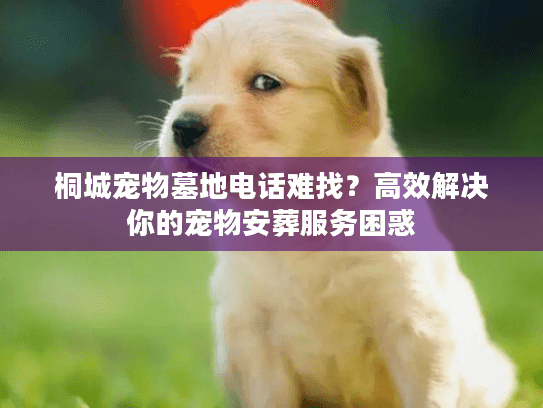 桐城宠物墓地电话难找？高效解决你的宠物安葬服务困惑