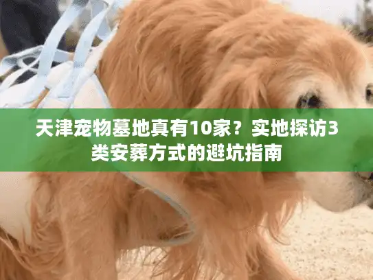 天津宠物墓地真有10家？实地探访3类安葬方式的避坑指南