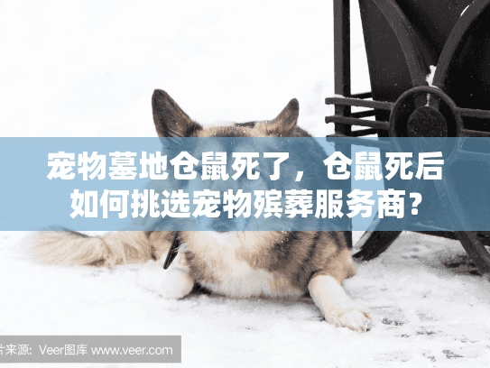宠物墓地仓鼠死了,仓鼠死后如何挑选宠物殡葬服务商? 宠物墓地仓鼠死了,仓鼠死后如何挑选宠物殡葬服务商?