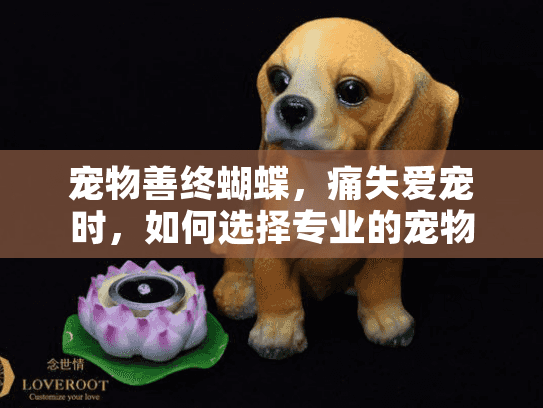 宠物善终蝴蝶，痛失爱宠时，如何选择专业的宠物殡葬服务缓解悲伤？