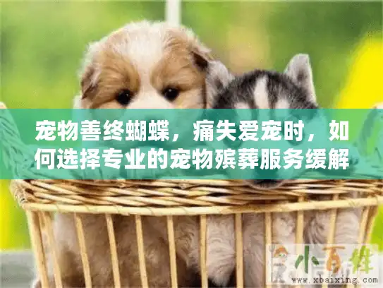宠物善终蝴蝶，痛失爱宠时，如何选择专业的宠物殡葬服务缓解悲伤？