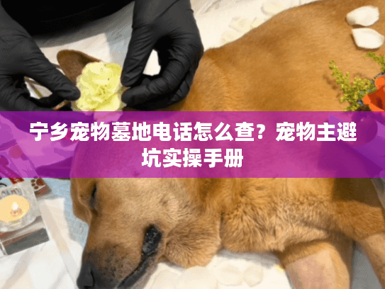 宁乡宠物墓地电话怎么查?宠物主避坑实操手册 宁乡宠物墓地电话怎么查?宠物主避坑实操手册