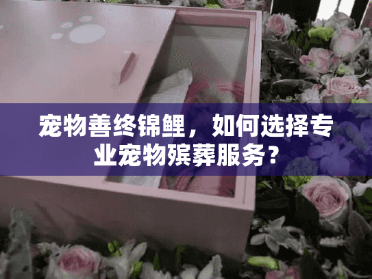 宠物善终锦鲤，如何选择专业宠物殡葬服务？