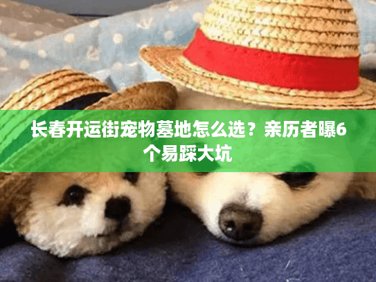 长春开运街宠物墓地怎么选？亲历者曝6个易踩大坑