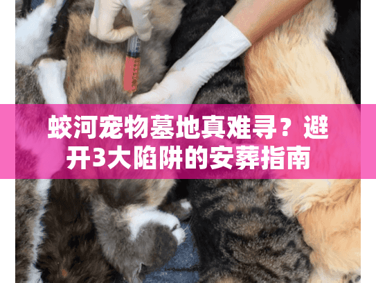 蛟河宠物墓地真难寻？避开3大陷阱的安葬指南