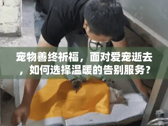 宠物善终祈福，面对爱宠逝去，如何选择温暖的告别服务？