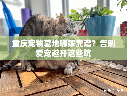 重庆宠物墓地哪家靠谱？告别爱宠避开这些坑