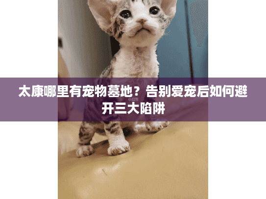 太康哪里有宠物墓地？告别爱宠后如何避开三大陷阱