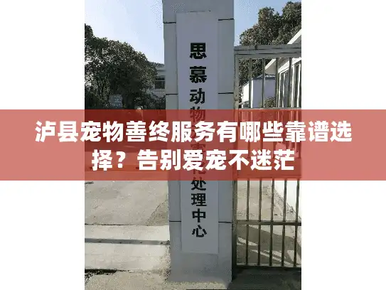 泸县宠物善终服务有哪些靠谱选择？告别爱宠不迷茫