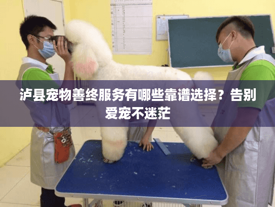 泸县宠物善终服务有哪些靠谱选择？告别爱宠不迷茫