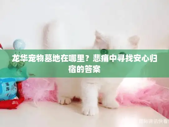 龙华宠物墓地在哪里？悲痛中寻找安心归宿的答案