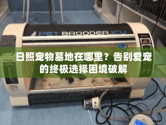 日照宠物墓地在哪里？告别爱宠的终极选择困境破解