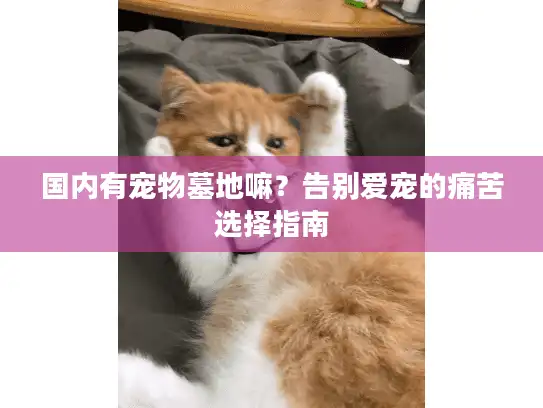 国内有宠物墓地嘛？告别爱宠的痛苦选择指南