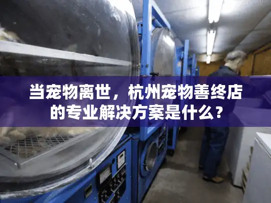 当宠物离世，杭州宠物善终店的专业解决方案是什么？