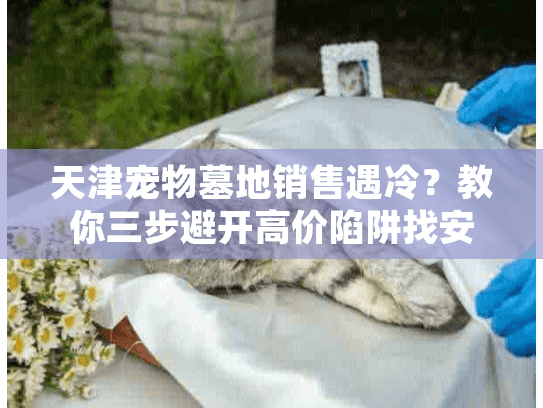 天津宠物墓地销售遇冷？教你三步避开高价陷阱找安心归宿