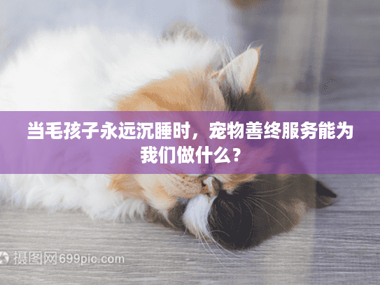 当毛孩子永远沉睡时，宠物善终服务能为我们做什么？
