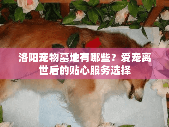 洛阳宠物墓地有哪些？爱宠离世后的贴心服务选择