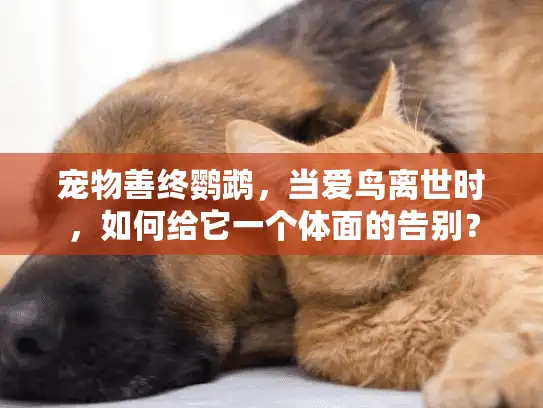 宠物善终鹦鹉，当爱鸟离世时，如何给它一个体面的告别？