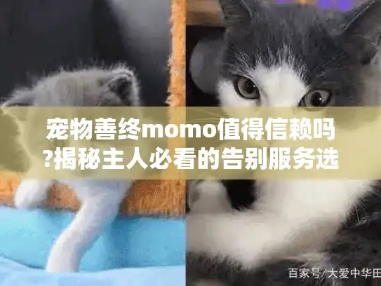 宠物善终momo值得信赖吗?揭秘主人必看的告别服务选择指南