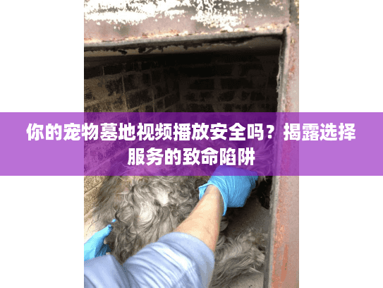 你的宠物墓地视频播放安全吗？揭露选择服务的致命陷阱