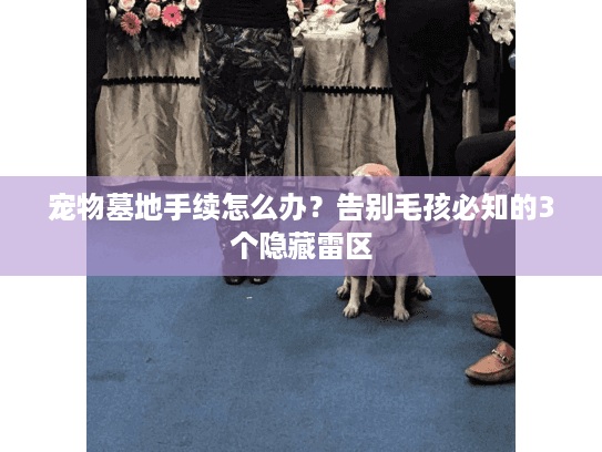 宠物墓地手续怎么办？告别毛孩必知的3个隐藏雷区