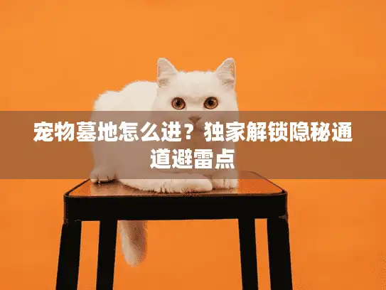 宠物墓地怎么进？独家解锁隐秘通道避雷点