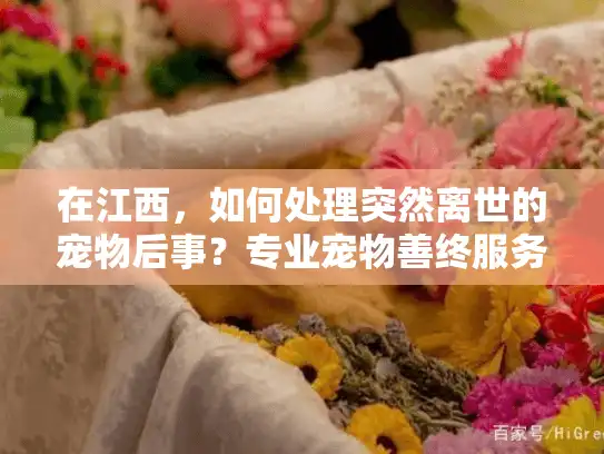 在江西,如何处理突然离世的宠物后事?专业宠物善终服务指南 在江西,如何处理突然离世的宠物后事?专业宠物善终服务指南