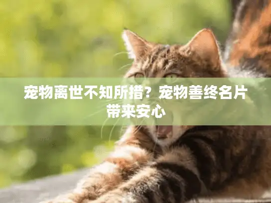 宠物离世不知所措?宠物善终名片带来安心 宠物离世不知所措?宠物善终名片带来安心