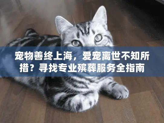 宠物善终上海，爱宠离世不知所措？寻找专业殡葬服务全指南