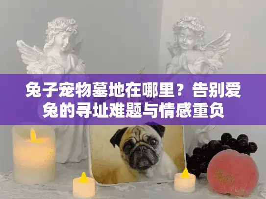 兔子宠物墓地在哪里？告别爱兔的寻址难题与情感重负