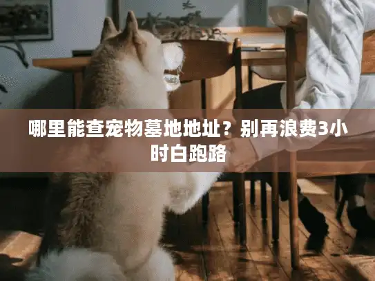 哪里能查宠物墓地地址？别再浪费3小时白跑路