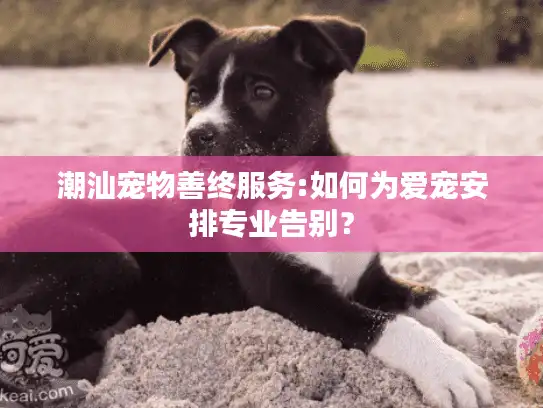 潮汕宠物善终服务:如何为爱宠安排专业告别？