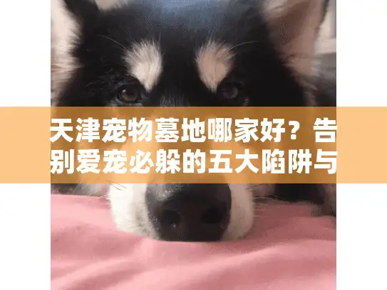 天津宠物墓地哪家好？告别爱宠必躲的五大陷阱与亲测方案