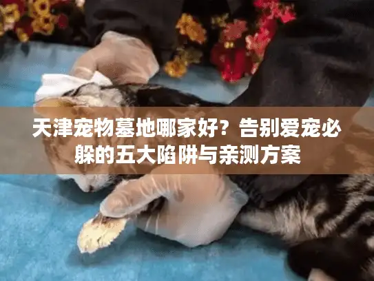 天津宠物墓地哪家好？告别爱宠必躲的五大陷阱与亲测方案