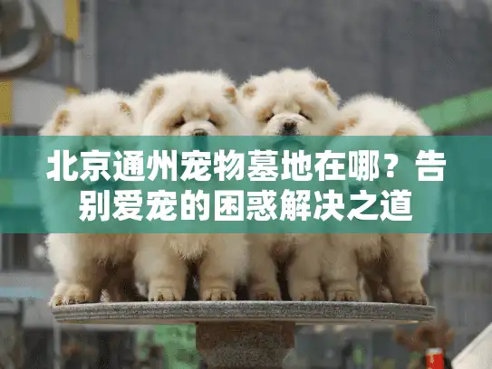 北京通州宠物墓地在哪？告别爱宠的困惑解决之道