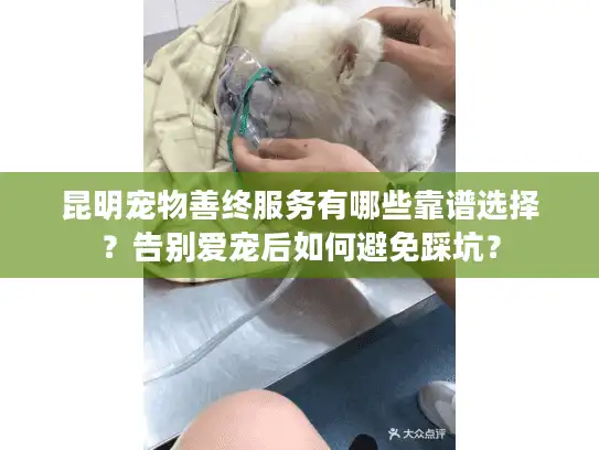 昆明宠物善终服务有哪些靠谱选择？告别爱宠后如何避免踩坑？