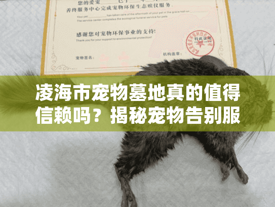凌海市宠物墓地真的值得信赖吗？揭秘宠物告别服务隐藏陷阱